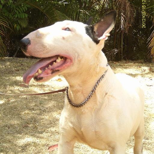 Criadero especializado en Bullterriers las mejores lineas de Venezuela y el mundo 15 años de excelencia mail ofthesea3@yahoo.es face OFTHE SEAN ROUSES KENNEL