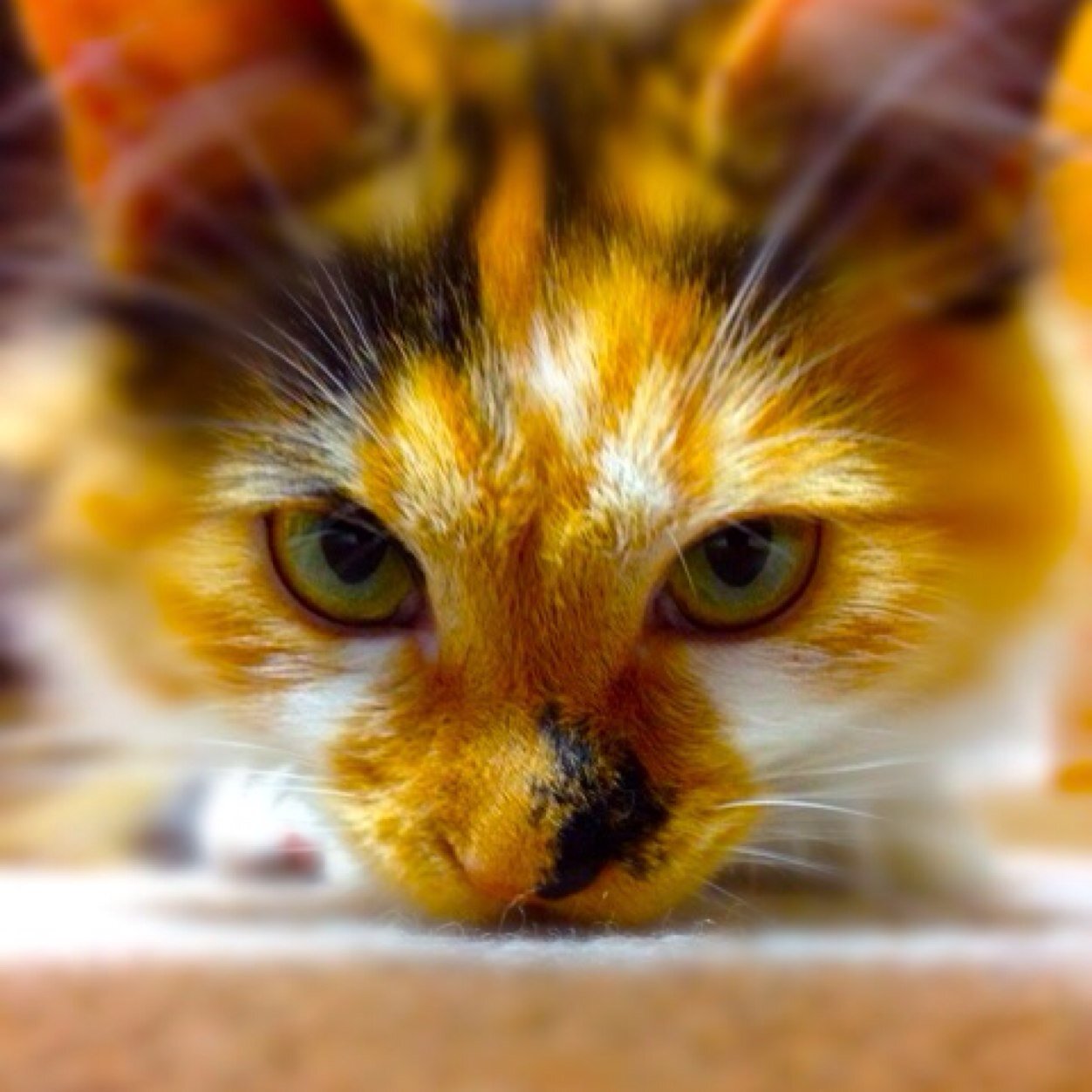 hosomako's profile picture. 