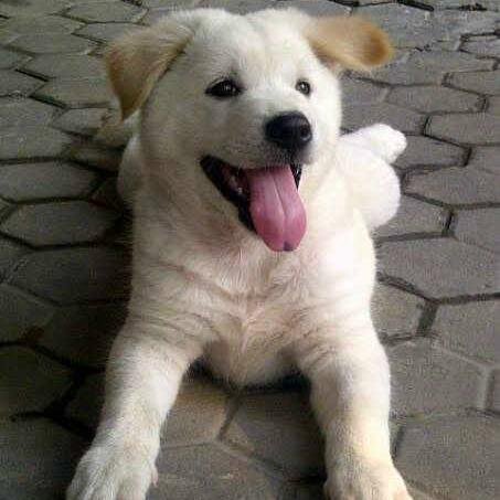 Media Informasi Penggemar Anjing di Indonesia.