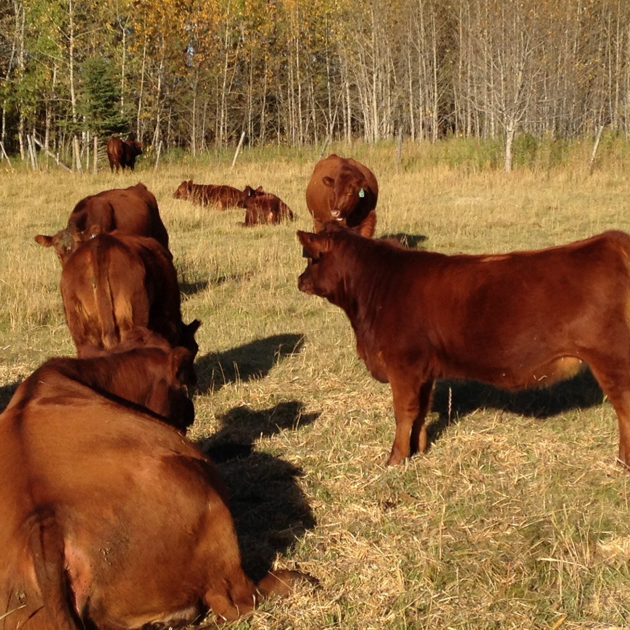 MDFRedAngus's profile picture. raising quality red angus breeding stock for the commercial cattlemen