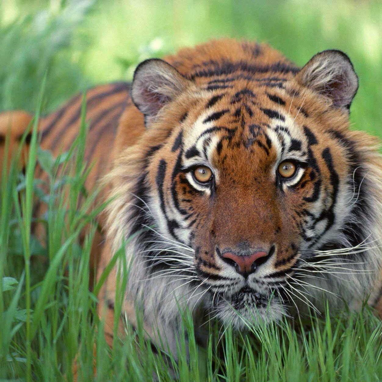 wildanimalpicss's profile picture. Posting pictures and facts. I take submissions of all animals!