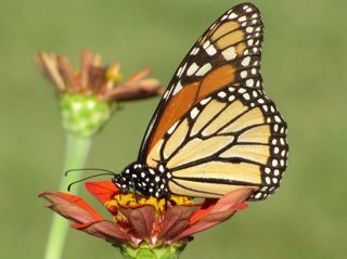 gardengal321's profile picture. Follower of Jesus Christ, ✝️ wife of #USAFVet ❤️❤️❤️mother of 5, #gardener and lover of the good ole USA!! 🇺🇸#FishGrip #MAGA #Trump