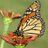 gardengal321's profile image