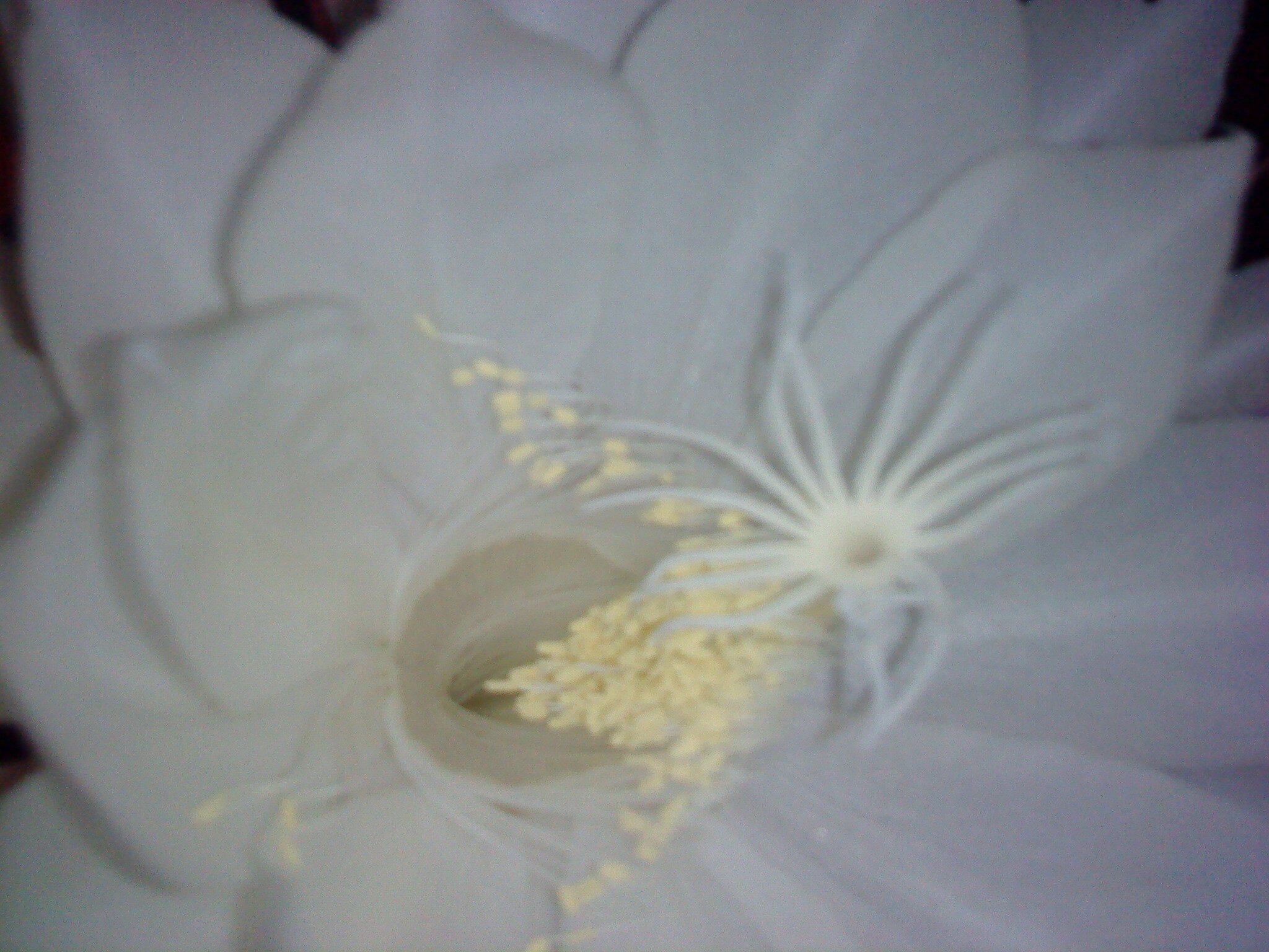 Amante de la naturaleza
