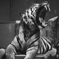 Craig Eck (@alaskantiger17) 's Twitter Profile