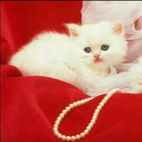 الحب لك وحدك ♥
