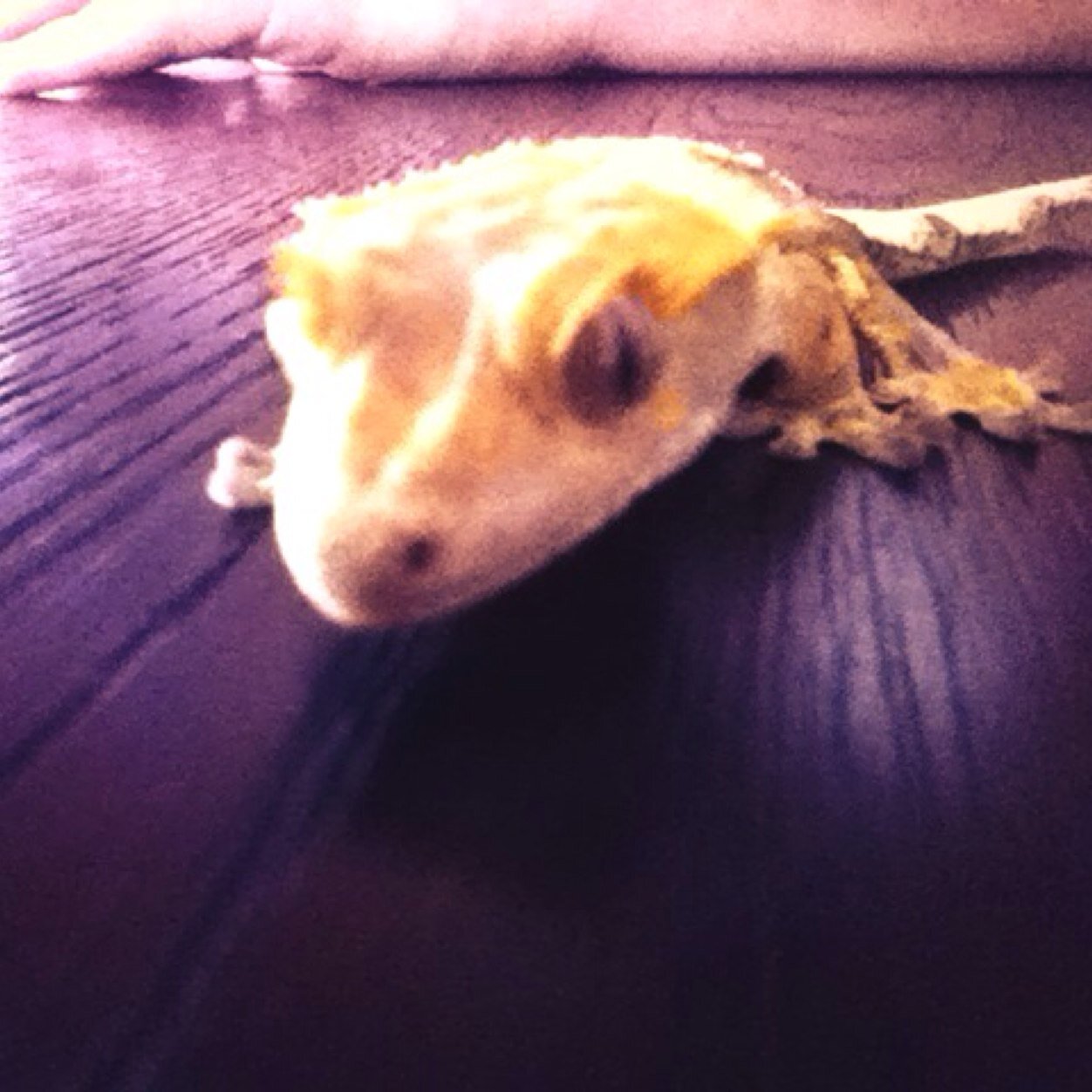 OG_Bobby_Lee's profile picture. Eating bugs is my thing If i want to show off for the girls i lick my eye I love god and  my family and I love sports