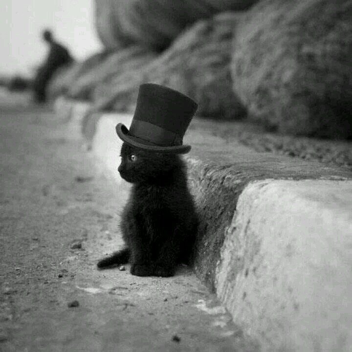 like to sleep, like most types of music, love all animals,and I fallow back when I see a new follower instantly