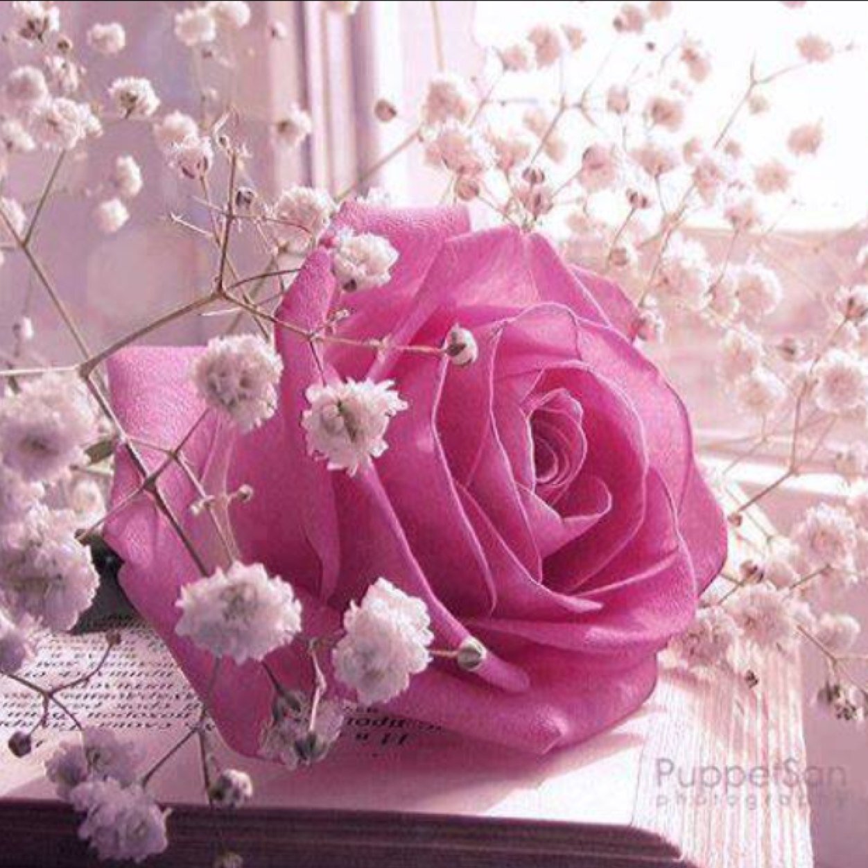 Diboyce415's profile picture. 