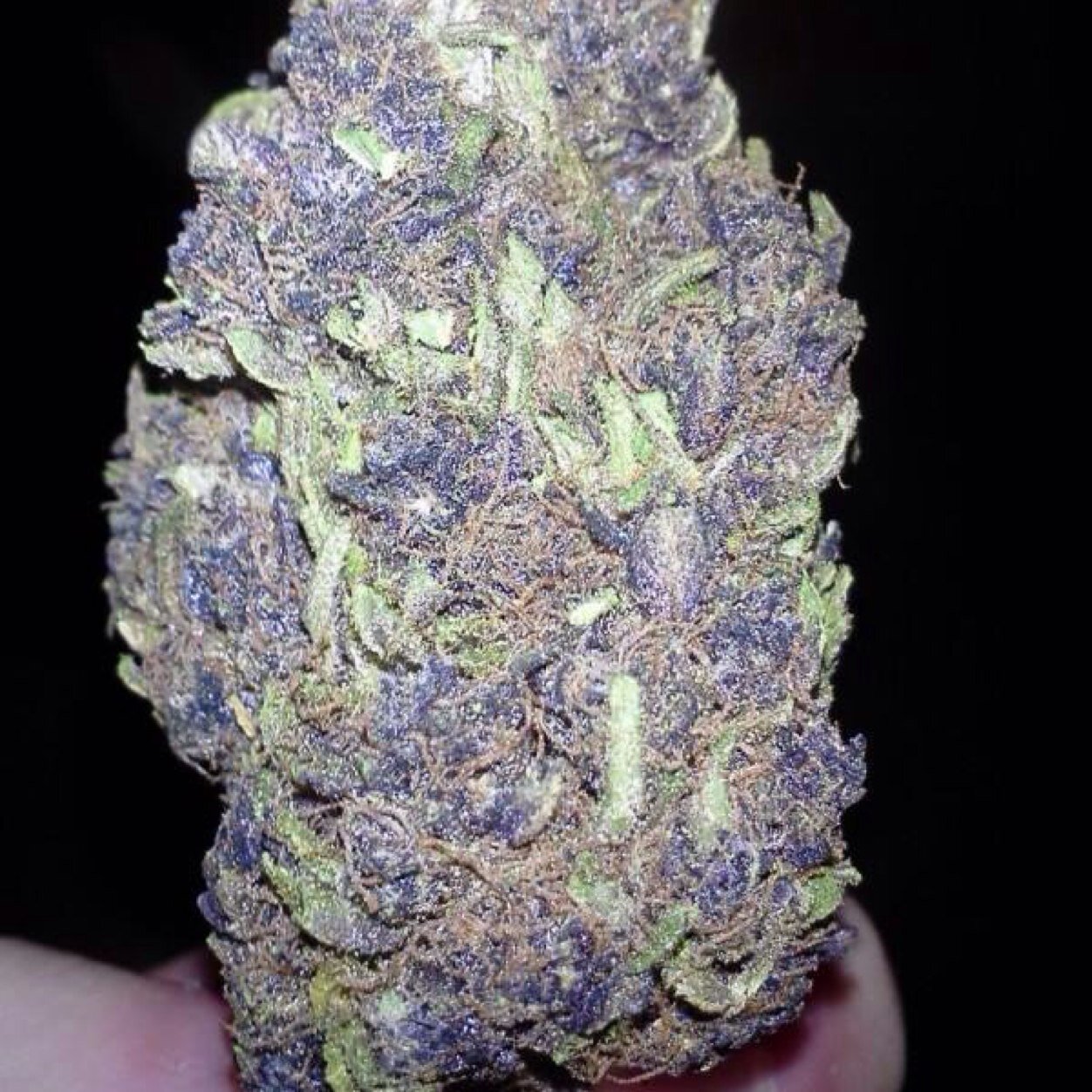 Fireweedpics's profile picture. 