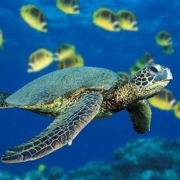 WUSeaTurtles's profile picture. Official page of Washburn's Saving the Sea Turtles Project, a recognized student organization dedicated to promoting the conservation of endangered sea turtles.