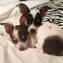 Leah Muse - @PoliWhat1 - Twitter