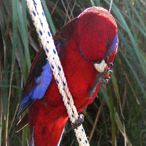 TRCinema's profile picture. An open air cinema showing current release movies from Boxing Day to Easter every year.  Beanbags, great espresso coffee, hot popcorn and choc-tops.