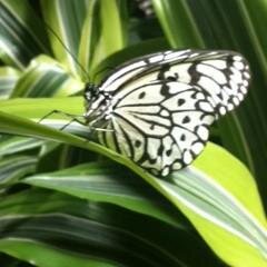 susannemc2's profile picture. 