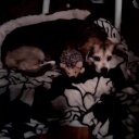 DM - @dora4mari - Twitter