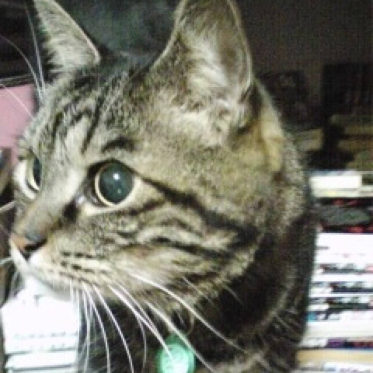 猫とカフェ、大型クルーズ船旅行、夢の国、ゲーム、週末のお馬さんが好き。石はパライバトルマリンが好きです。最愛の馬はテーオーロイヤル。岡田稲男厩舎を応援しています。馬関係は別垢がメイン