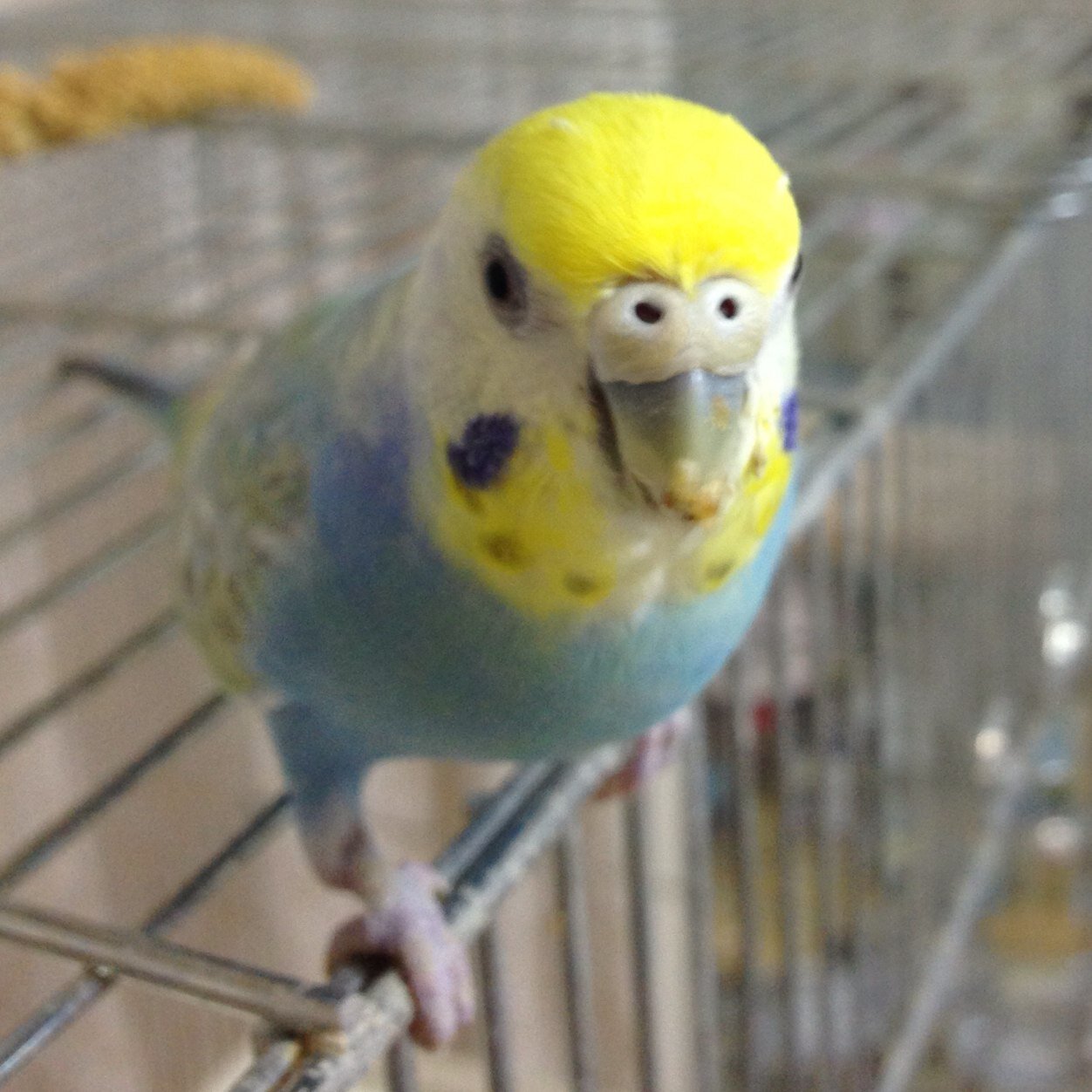 わんわん