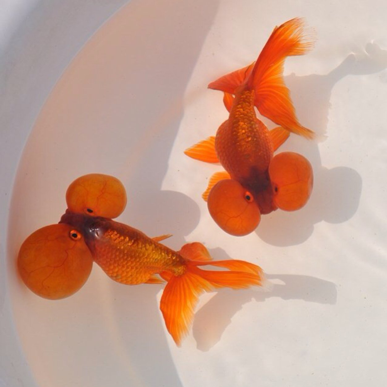 v3shophk's profile picture. 