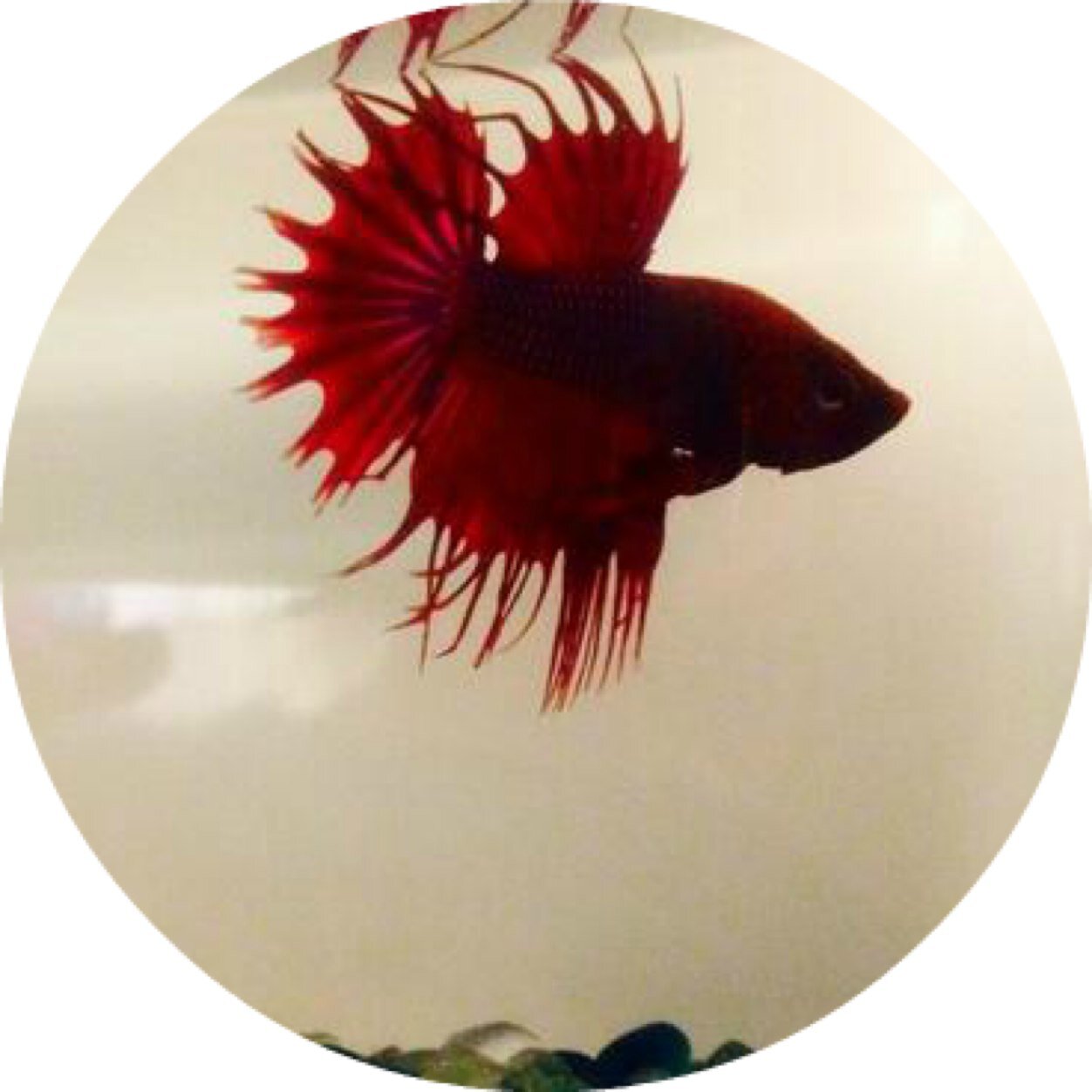 Fish are friends not food.      
R.I.P 5/15/14
