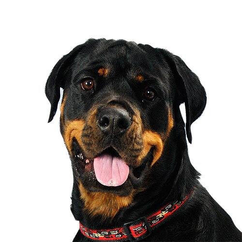 dalma0217's profile picture. ロットワイラーで犬やってます。
こわくないよ。耳のあたりがかゆくて困ってます。