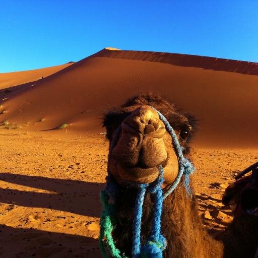 IGoMorocco's profile picture. http://t.co/w8vo9Ol3LO
Morocco desert tours, Atlas mountain trek,day trips from Marrakech