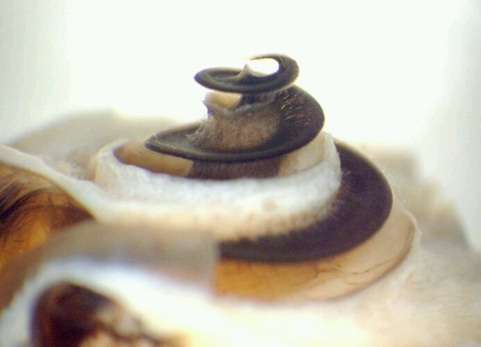 lu_luyuan's profile picture. Cochlear implant surgeon