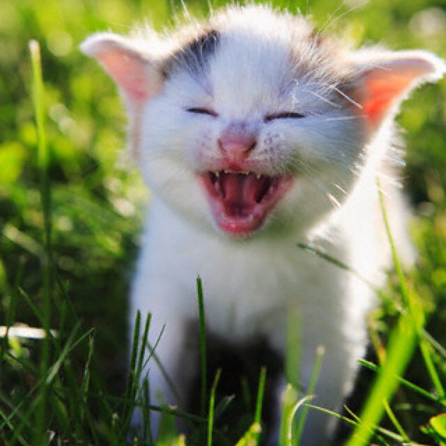 Selvyalfia's profile picture. 