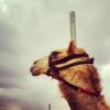 قمت أفز لشوفتك .. وأتحرى جيتك .. أنتظر حبي الجديد .. بعد ما فكرت فيك