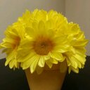 Leslie Buck - @lafbuck - Twitter