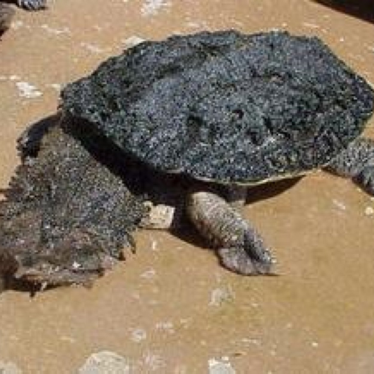 1122123_shougo's profile picture. 