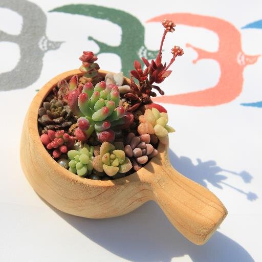 ハーブ苗などの植物を育てています。