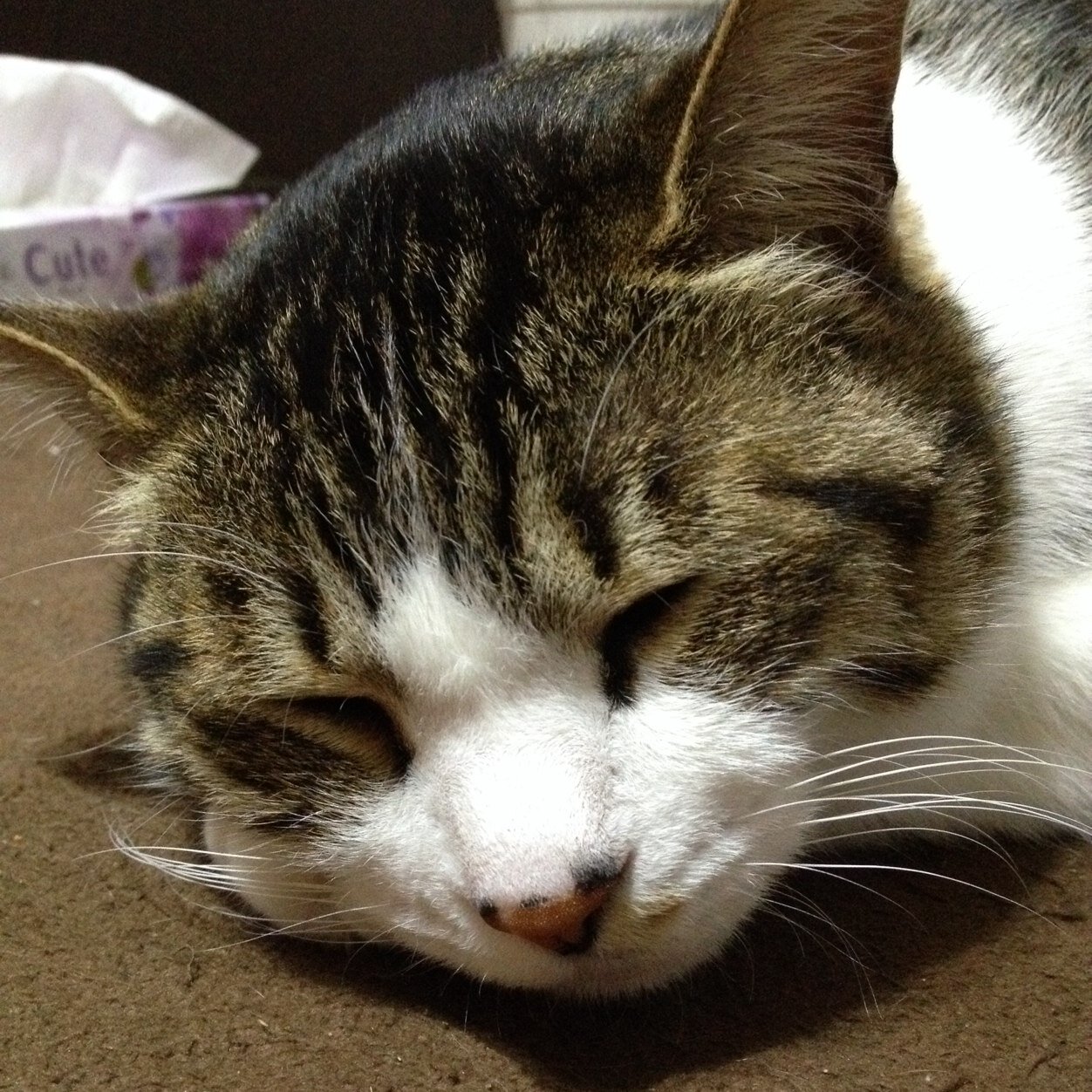 ユキコさん (@yukimama12) / Posts / X