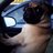 Kevthepug's profile image