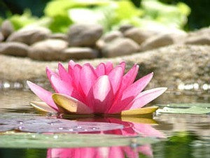 Yoga Kurse, Meditation, Ausbildung