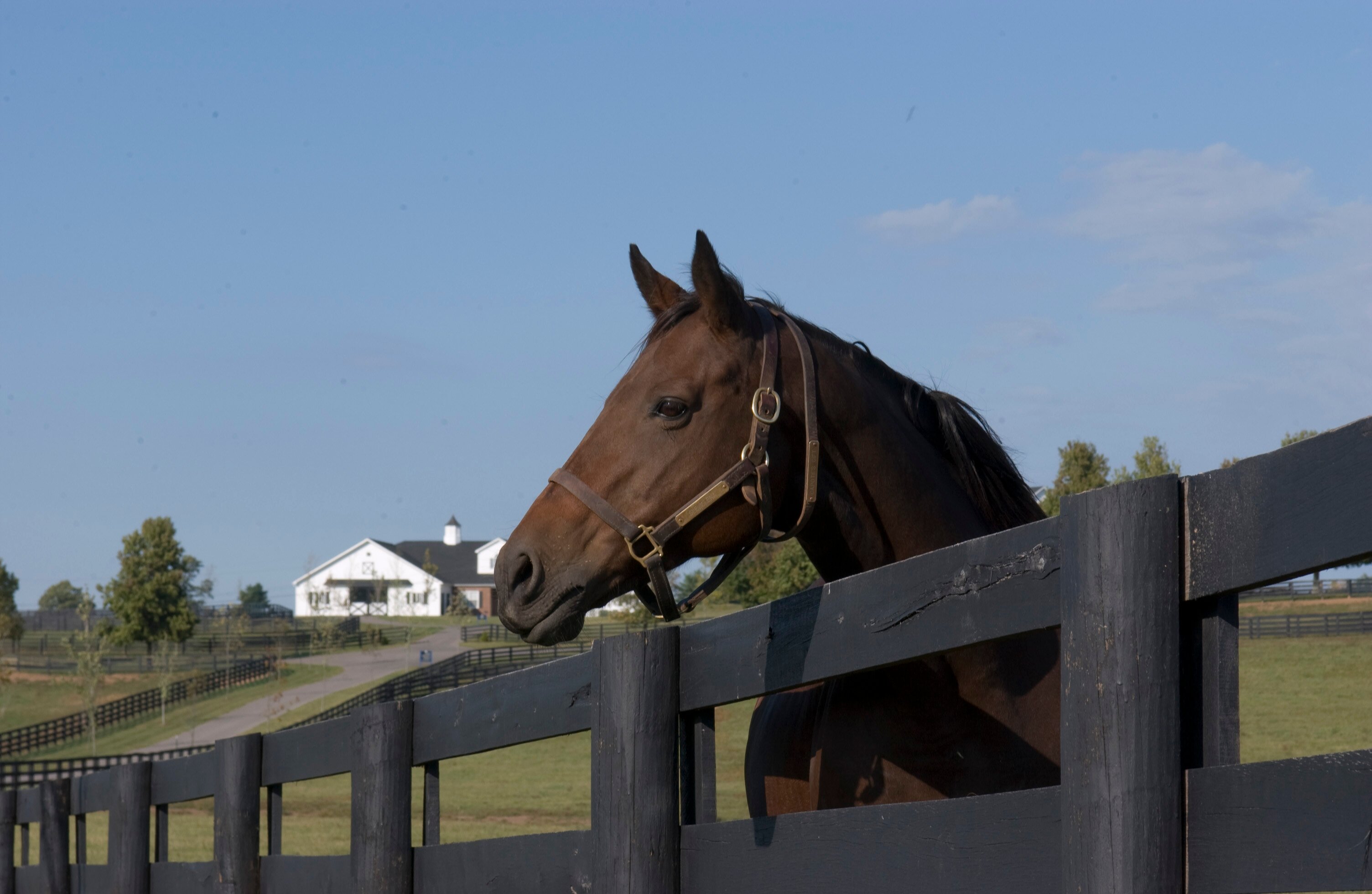 Endeavor Farm specializes in high-quality Thoroughbred care with seasonal and year-round boarding, foaling, sales preparation and consignment services.