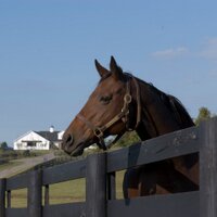 Endeavor Farm KY(@endeavorfarmky) 's Twitter Profile Photo