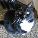 +--BobCat--+ - @2goBobCat - Twitter