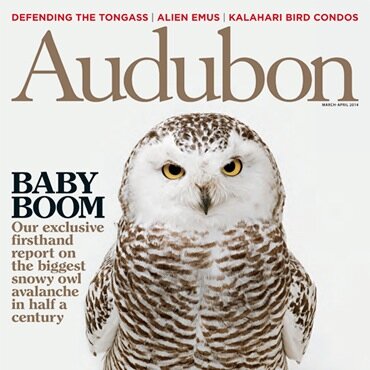 Follow @audubonsociety to see articles, photos, and blog posts from Audubon magazine. This account is not active.