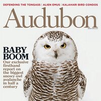 Audubon Magazine (@audubonmag) 's Twitter Profile