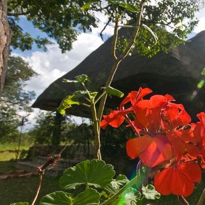 PioneerZambia's profile picture. Pioneer is the ideal place to start, end or plan your safari with beautiful chalets, transfers and safari packages, we've everything you need to enjoy Zambia.