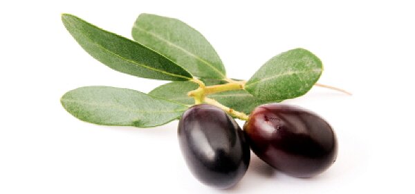 OliveTree14's profile picture. Olive Tree Coffee shop