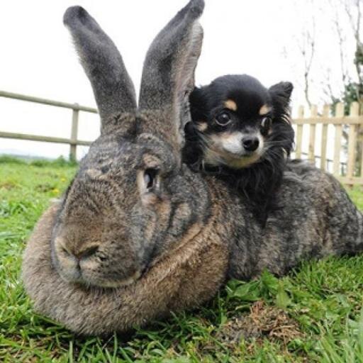 Namelick's profile picture. 