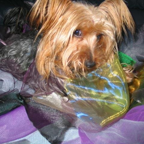 RaggyScrumbles's profile picture. buttons and shabby chic crafts