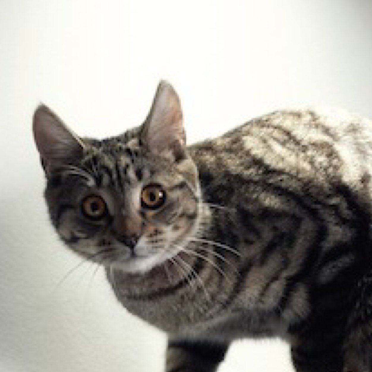 hitoshi (@civic77si) / Posts / X