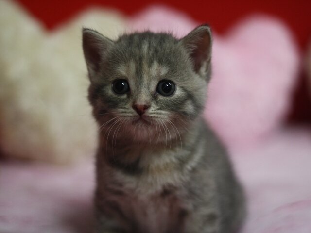 dorabase0908's profile picture. ベース左手のミュートの仕方を教えてくれる人探してます。 埼玉