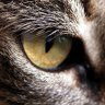 atila_satilmis Profile Picture
