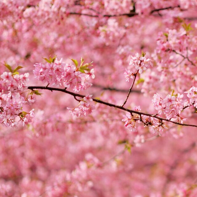 greeny_123's profile picture. 