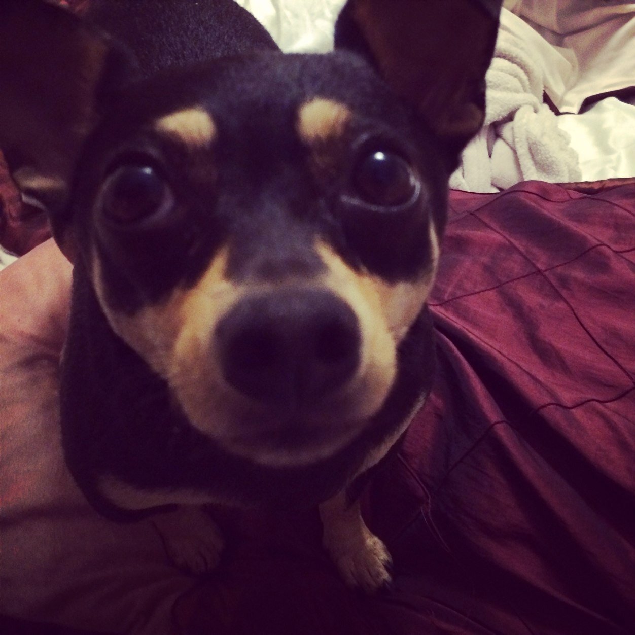 buttonsemperor's profile picture. 