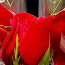أميرة الوردً .. (@007_see) Twitter