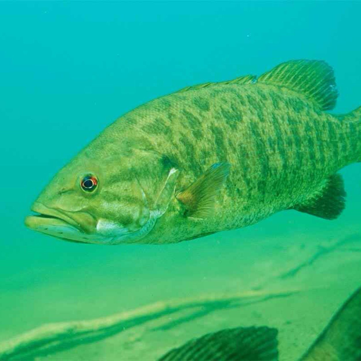 Bassmaster Classic Champion 20_ _?